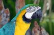 Macaw