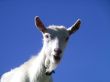 Young Goat