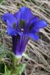 Gentian