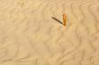 Small leaf