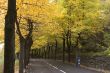 Multi-coloured leaf fall