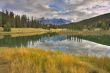Yellow grass at lake.