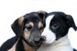two sad dogs isolated on white background