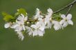 cherry bloom