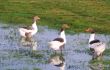 Pomeranian Goose