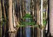 Trees and sky mirroring