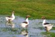 Pomeranian Goose