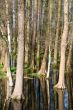 Trees and sky mirroring