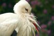 White Stork