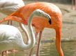 Colorfull Chilean Flamingos