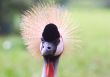 Grey Crowned Crane