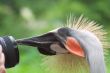 Grey Crowned Crane