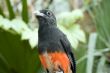 Black-tailed Trogon