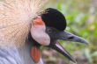 Grey Crowned Crane