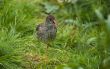 Common Redshank