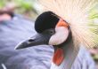 Grey Crowned Crane