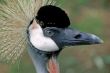 Grey Crowned Crane