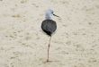 Black-winged Stilt on beach