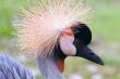 Grey Crowned Crane