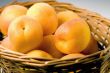 Apricot