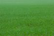 Green grass