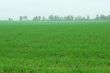 Winter-annual field