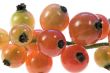 Red currant