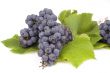 Dark grape