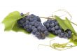Dark grape