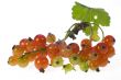 Red currant