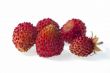 Wild strawberry