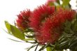 Pohutukawa - New Zealand Christmas tree.