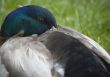 Portrait of a thoughtful duck