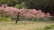 blossom cherries