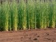 young sprouts of cereals