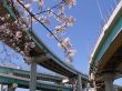 blossom cherry branch in city