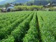 rural agriculture field