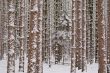 Winter Pine Forest
