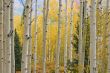 Autumn Aspens