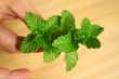 Sprig Of Mint