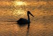 Pelican Silhouette