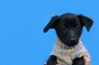 small black dog in jacket on blue background