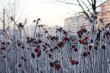 rime on a dog-rose