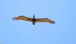 Pelican Flying