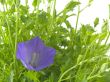 bluebells - macro of Campanula carpatica