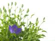 bluebells - macro of Campanula carpatica