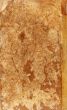 Detailed textured grunge background/frame