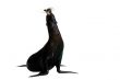 Seal