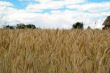 Yellow grain ready for harvest growing in a farm field