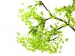 fresh, green branch